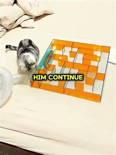 This Intelligent Squirrel Solved the Maze Like a Pro 🐿️💡🌀