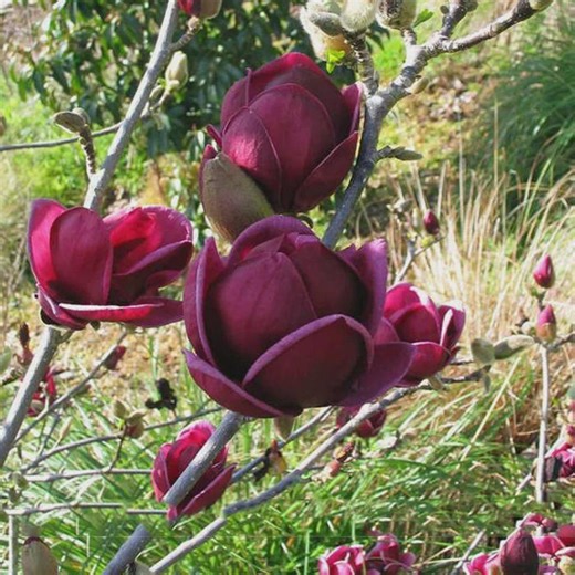10 Rare Genie Magnolia Seeds - Dark Red Yulan Magnolia Tree Flower - Etsy UK