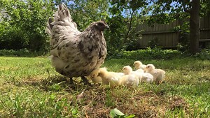 Pecking Order: It's New Zealand's Best in Show - with chickens
