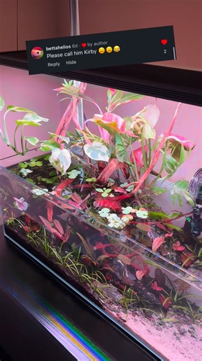 Name reveal! . . . #betta #bettafish #plantedtank #plants #aquascape #fish #fishtank #bettafishofinstagram #bettacommunity #reelsinstagram #reels #reelsvideo #fyp #aquarium #fypシ #kirby #pink | Tiff's Fish