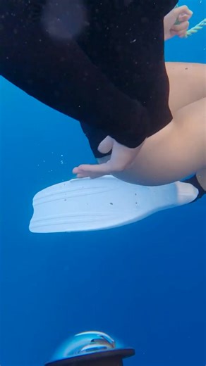 the girls were nervous at first but then they had so much fun swimming with the sharks