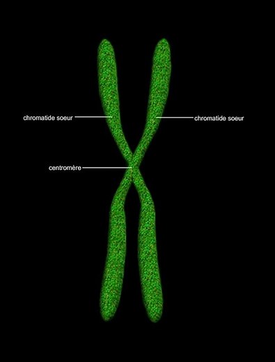 Chromosome