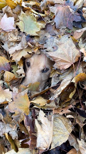 Who’s that hiding in the leaf pile? #goldenretriever #dog | Appa the Curly Golden Retriever
