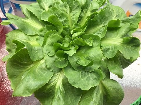 Growing Lettuce Indoor in Solo Cups
