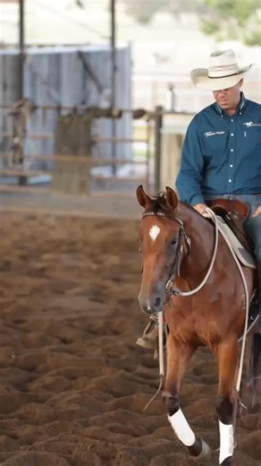 Nutrien Classic Sale 2026 🟢Lot 540 LOWLY OAK N LENA Talented 3 year old filly By CONGRESSMAN out of SMART LITTLE LENA D (Salute) X FRECKLES OAK/HOLLYWOOD RETURN mare. Proven maternal bloodlines. Consigned by PARKAVENUE LIVESTOCK Link to catalogue https://portal.nutrienequine.com.au/catalogues/109/nomination/25241?from=lots @ell_simone @cinch_australia @hygain_feeds @nutrienequine_au #campdrafting #stockhorse #congressman #horsesale | Rob Leach Equine