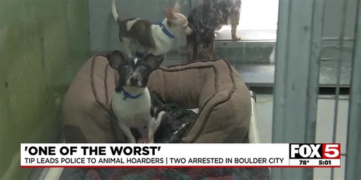 Hoarding situations has 88 animals onboarded at Animal Foundation