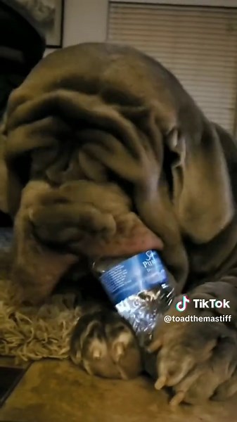 Don't Backwash: Tips for Dog Owners