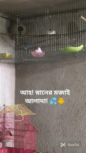 পাখিদের স্নান করার আনন্দ আমার ছোট্ট বন্ধুদের স্নানের সময়। 🥰Bird Bath Time! #Shorts #Birds #PetCare