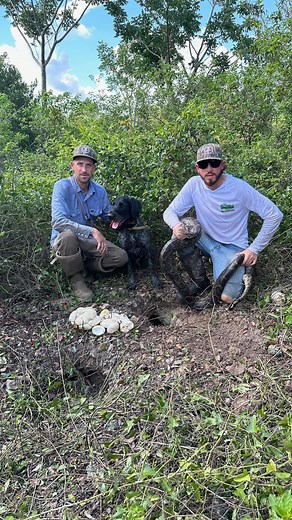 Removed yet another active underground python nest that we would have never spotted if it wasn’t for ole Otto! This dog alone has helped clear so many pythons and active nest already this season. Goes to show just how crucial trained dogs and handlers are in helping to eradicate these invasive species. Incredibly honored and grateful to continue to learn from and work alongside the best, @pythoncowboy. Many more to come! #pythonhunting #burmesepython #invasivespecies #everglades #floridaeverglad