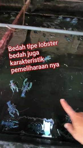 Easy Tips for Cultivating Freshwater Lobsters: Different types of lobsters require different care...