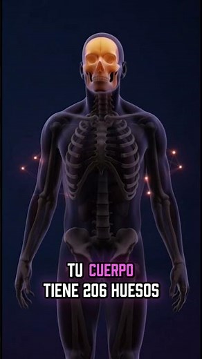 What is Human Anatomy? (Secret Map of Your Body) 🧠