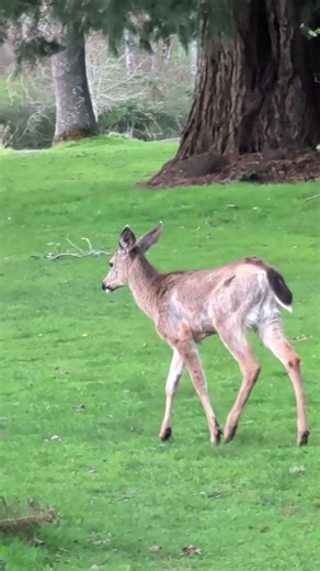 Young Black Tailed Deer #shorts