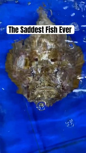 Most Depressed Fish Ever #sad