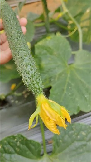 Cucumber Planting and Management#Happy Rural Spring
