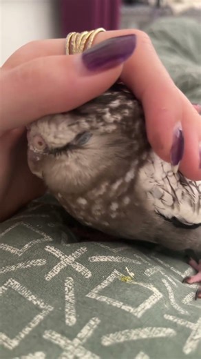 Perle est la plus mignonne des calopstites 🥹🥰 #birds #bird #parrot