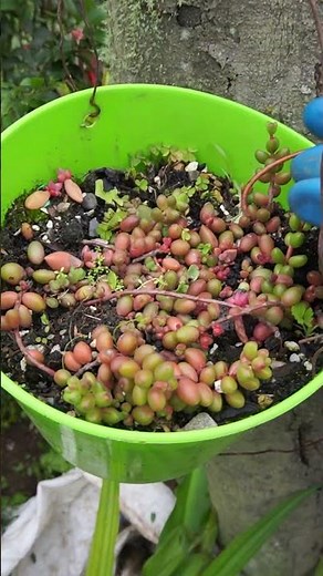 How to Propagate Your Plants from a Single Cutting for Full, Flowering Growth