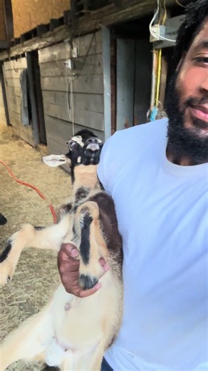 We now have 6 goats😅🐐 ##goat##fyp##Charlotte ##viral##explorepage✨ | Fainting Goats