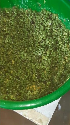 பாரம்பரிய முறையில் மணத்தக்காளி வத்தல் செய்முறை | Authentic Style 🍃#summer preparation