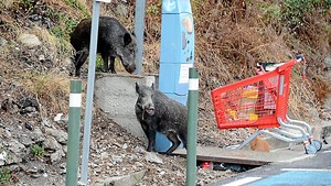 Le Perthus : des sangliers s'invitent dans les rues de la ville en plein après-midi, vidéo et photo insolites