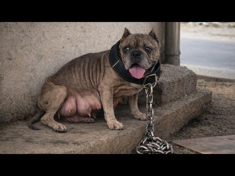 Forced to produce puppies all her life, abandoned without even being freed