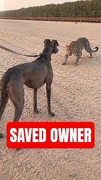 Greyhound vs Leopard: Who wins? 🐆 #nature #fast