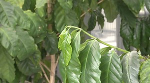 What’s Growing On: IFAS looking closely at root health using new technology