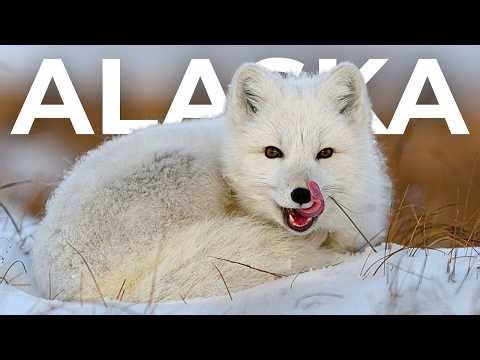 Extreme Alaska | Survival in the Realm of Ice and Blood – Wildlife Documentary