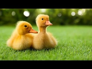 Adorable Baby Duck Takes Its First Swim!