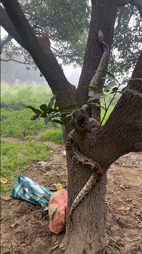 पेड़ पर चढ़ता हुआ 12 फिट लंबा अजगर 🐍🙏😱