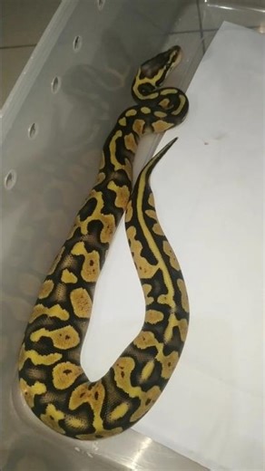 Ball Python Super Pastel Ph Pied Ghost