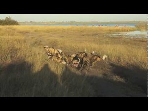 Wild Dog Kill Impala, June 13th 2012, Okavango Delta, Botswana