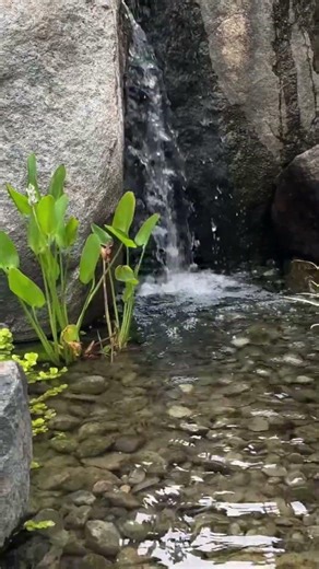 Backyard Water Fountain and Waterfall Combo #shorts