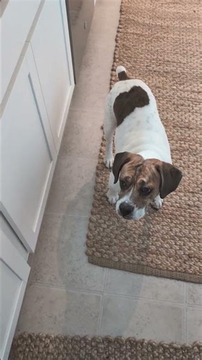 Most gentle dog in the world is #beagles #rescuedog #beabull #cockerspaniel