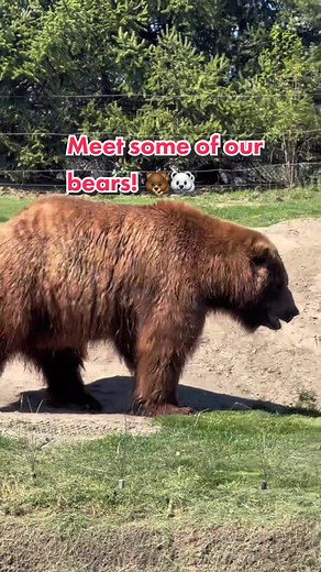 Meet the Bears of the Columbus Zoo