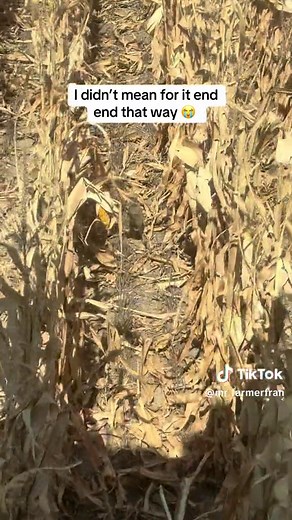 Unexpected Farm Mishap Caught on Camera