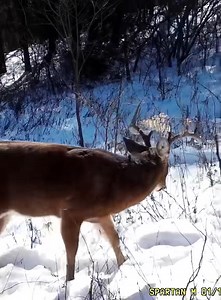 When your target buck daylights the day after season ends… its almost like they have a sixth sense! | Spartan Camera