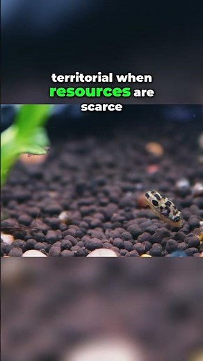 Creating a Peaceful Community Tank: Behavior Tips for Pea Puffers