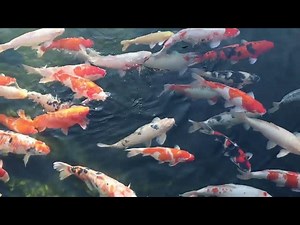 Koi Fish Pond Depth: Essential Guide for Healthy Fish