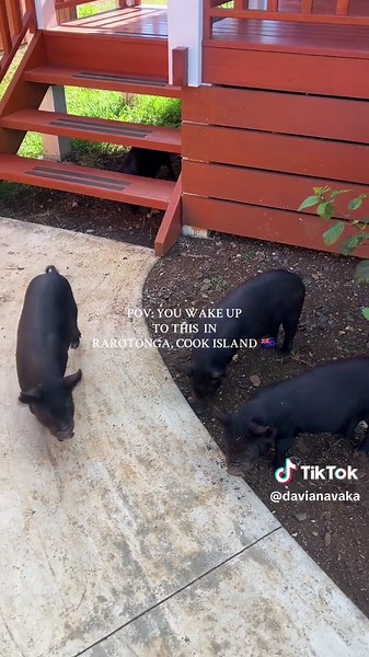 Wake Up to Adorable Animals in Rarotonga, Cook Islands