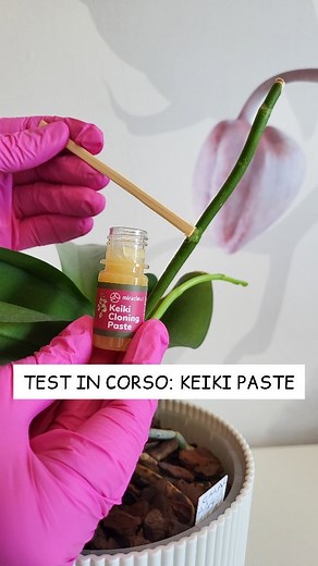 Test in corso! Vediamo se funziona! Keiki paste contiene un ormone della crescita chiamato citochinina e quando viene applicato sui nodi stimola la crescita di keiki, cioè piccole piantine di orchidea. Il prodotto l'ho acquistato su amazon. #keiki #keikipaste #keikicloningpaste #leorchideedigessica #consigliorchidee #phalaenopsis #orchid | Leorchideedigessica