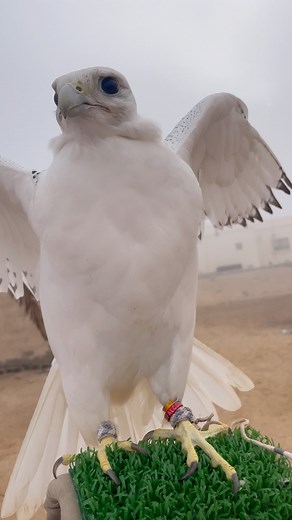 88K views · 3.3K reactions | Speed and Grace: Watch This Falcon in Action!” #Falcon #BirdOfPrey #Raptor #FalconFlight #Falconry #Wildlife #BirdLovers #NatureLovers #SkyHunter #WingsOfFreedom #FalconVideo #BirdWatching #WildlifePhotography #Falcon #Raptor #Wildlife #Nature #BirdOfPrey #FalconFlight #SkyHunter #bestphotochallenge #BestPhotographyChallenge | Birds falconer | Facebook