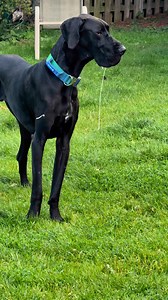 Joes drool is next level today it’s because he drank all the pool water. #dogdrool #GreatDane | Larry_the_great_dane