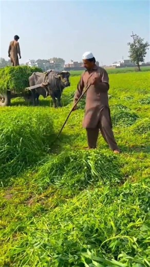 RT Helo50531469 mini rotary tillage and ridging all-in one tree 🌲 short view