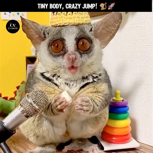 This Tiny Animal Can Jump Like a Rocket!