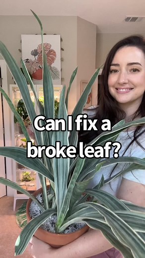 Fixing a Broken Snake Plant Leaf with Grafting Tape | Propagation Guide