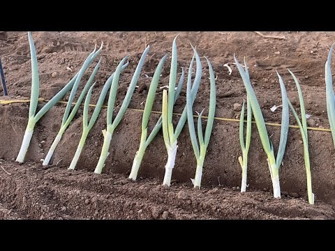 ネギ栽培【植え方】家庭菜園でも簡単にできる植え方講座 22/3/12