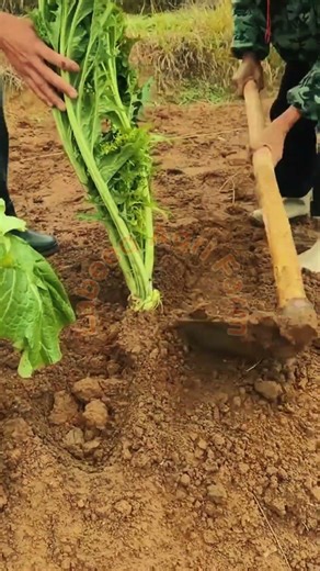 Manual Transplanting of Large Leafy Greens #LabeeqAgriFarm #AgriTools #FarmingHacks 🚜🌿✨