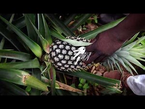 Fairtrade - What does it really mean?