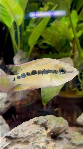 Salvini cichlids requires a spacious tank of 250 litres plus!