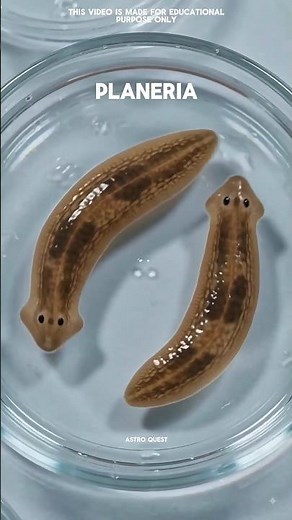 This Worm Can Clone Itself #science #shorts